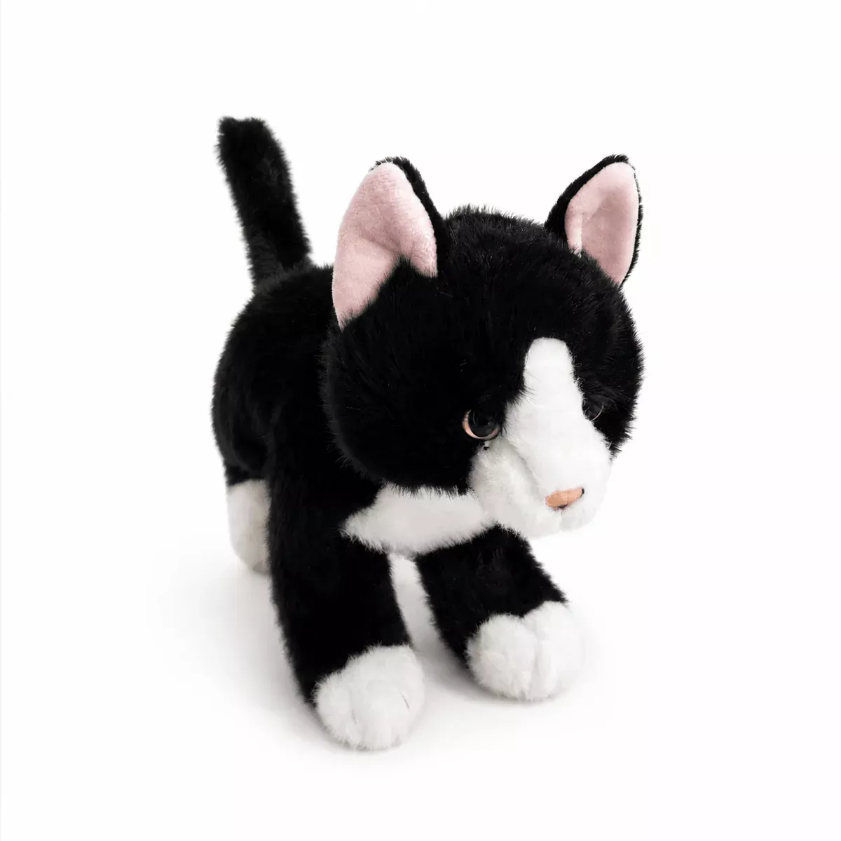 Black & White Cat