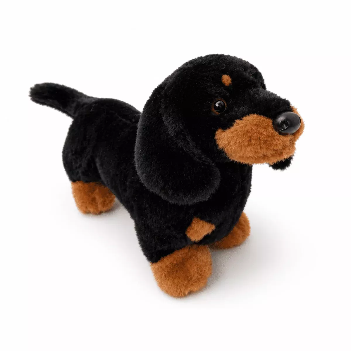 Dachshund