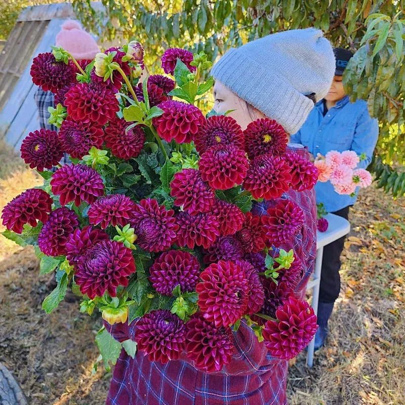 Dahlia Tuber || Ivanetti