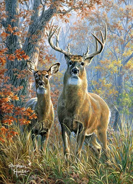 Forest Monarch