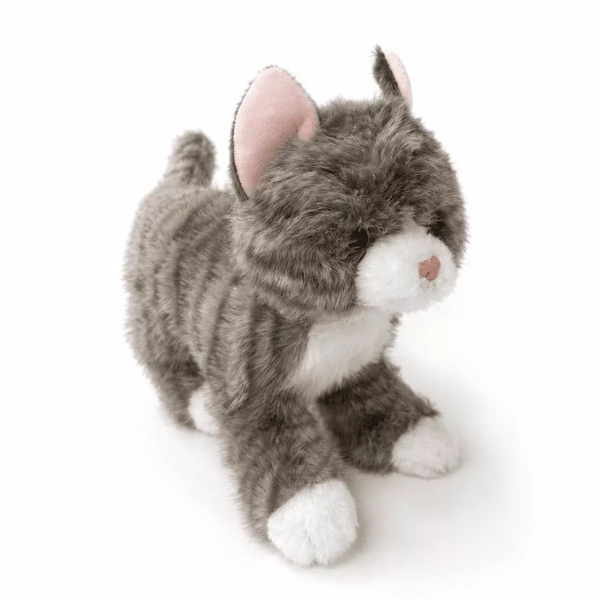 Grey Tabby Cat