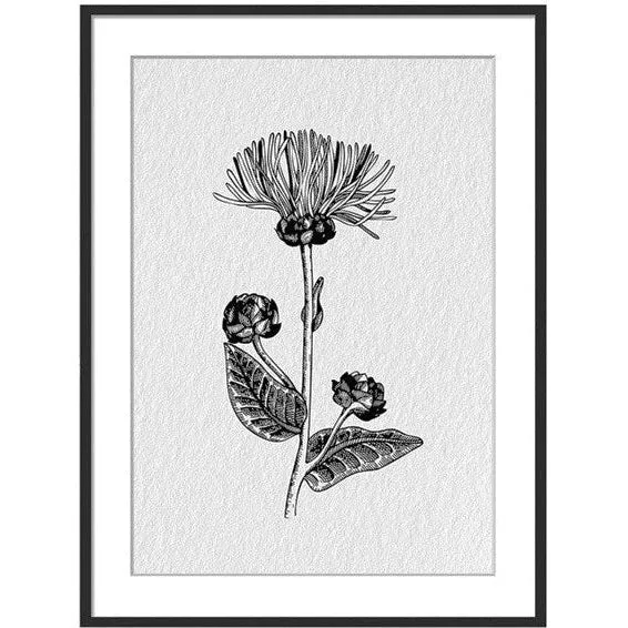 Greyscale Wildflower Print II