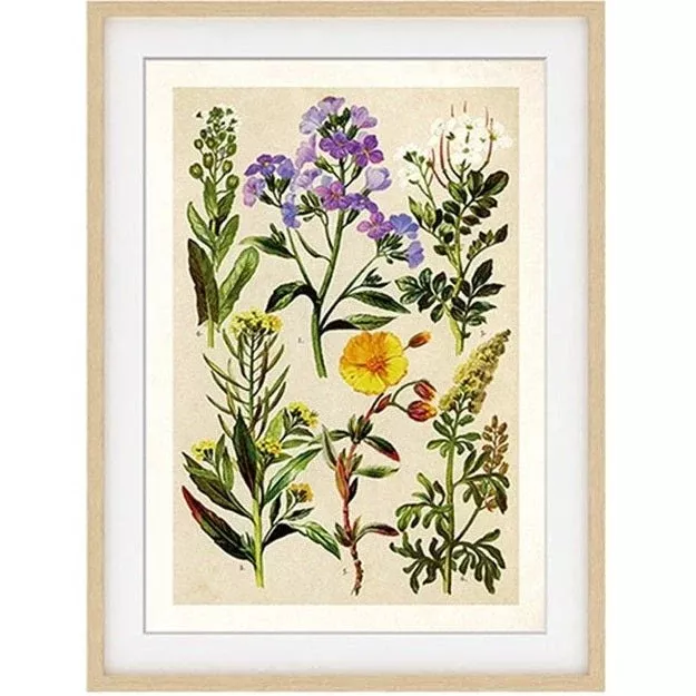 Herbarium Print II
