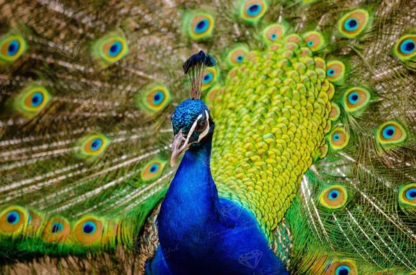 Indian Peafowl
