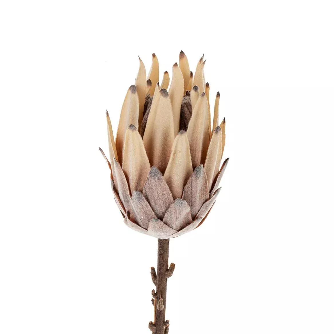 King Protea Floral Stem
