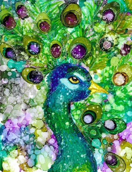 Mr. Peacock
