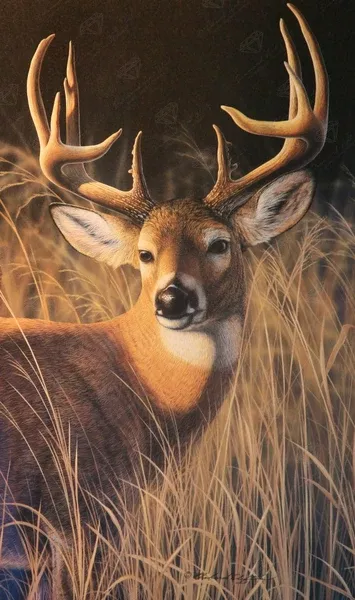 Oak Island Whitetail