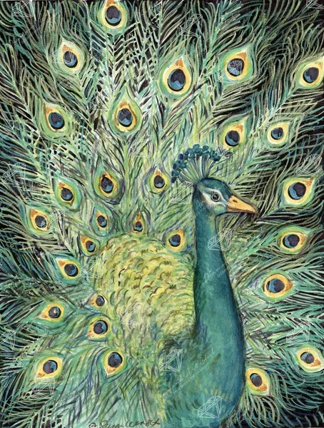 Peacock