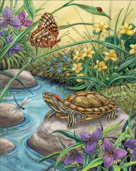Red Eared Slider