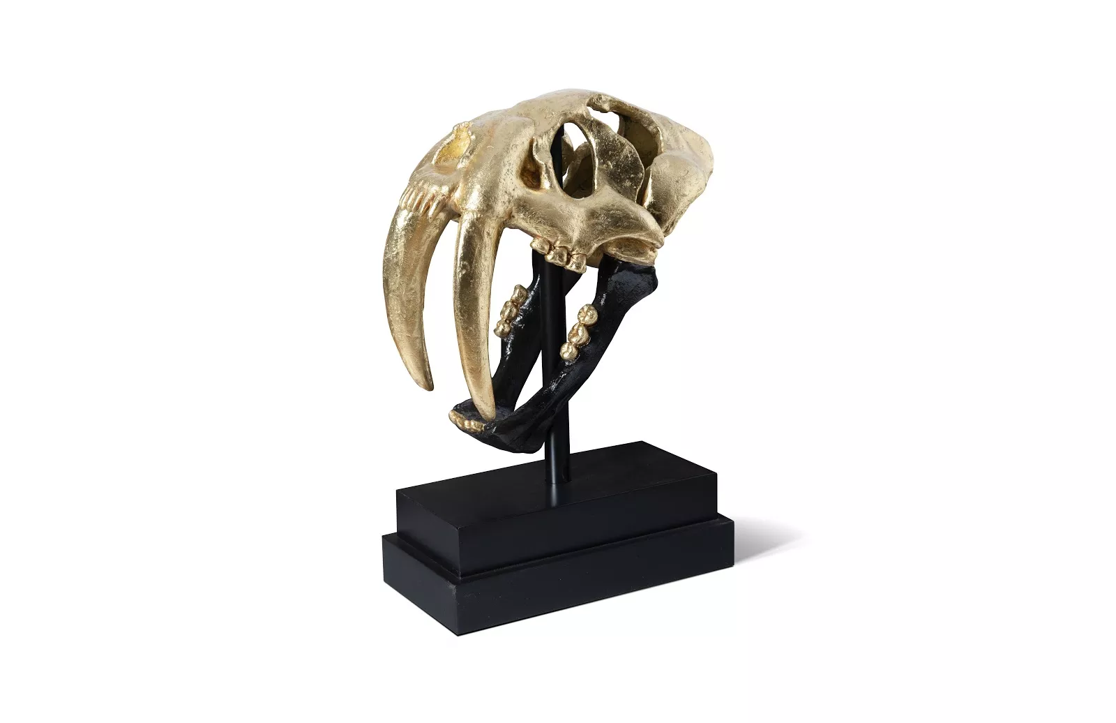 Saber Tooth Tiger Skull