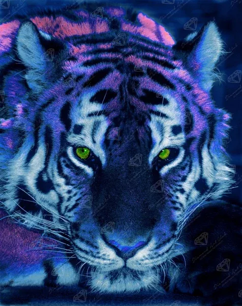 The Tiger's Stare