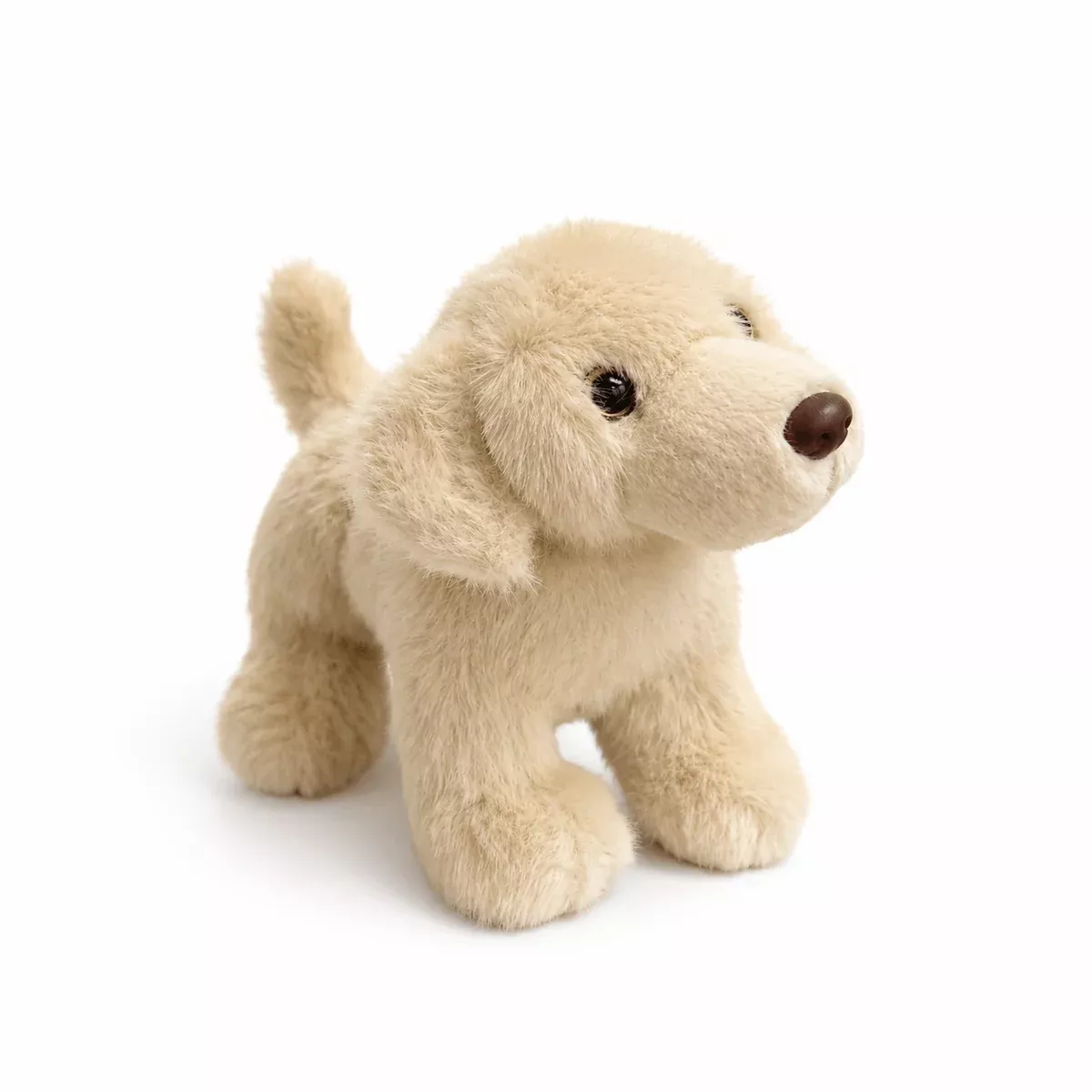 Yellow Labrador Retriever
