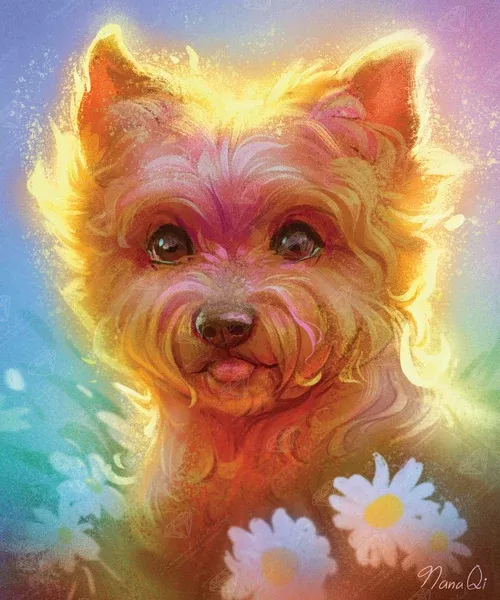 Yorkie Glow